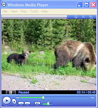 Grizzly & Cub Video